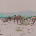 Pushkar Fair: An insight into Camel Trade of 2022